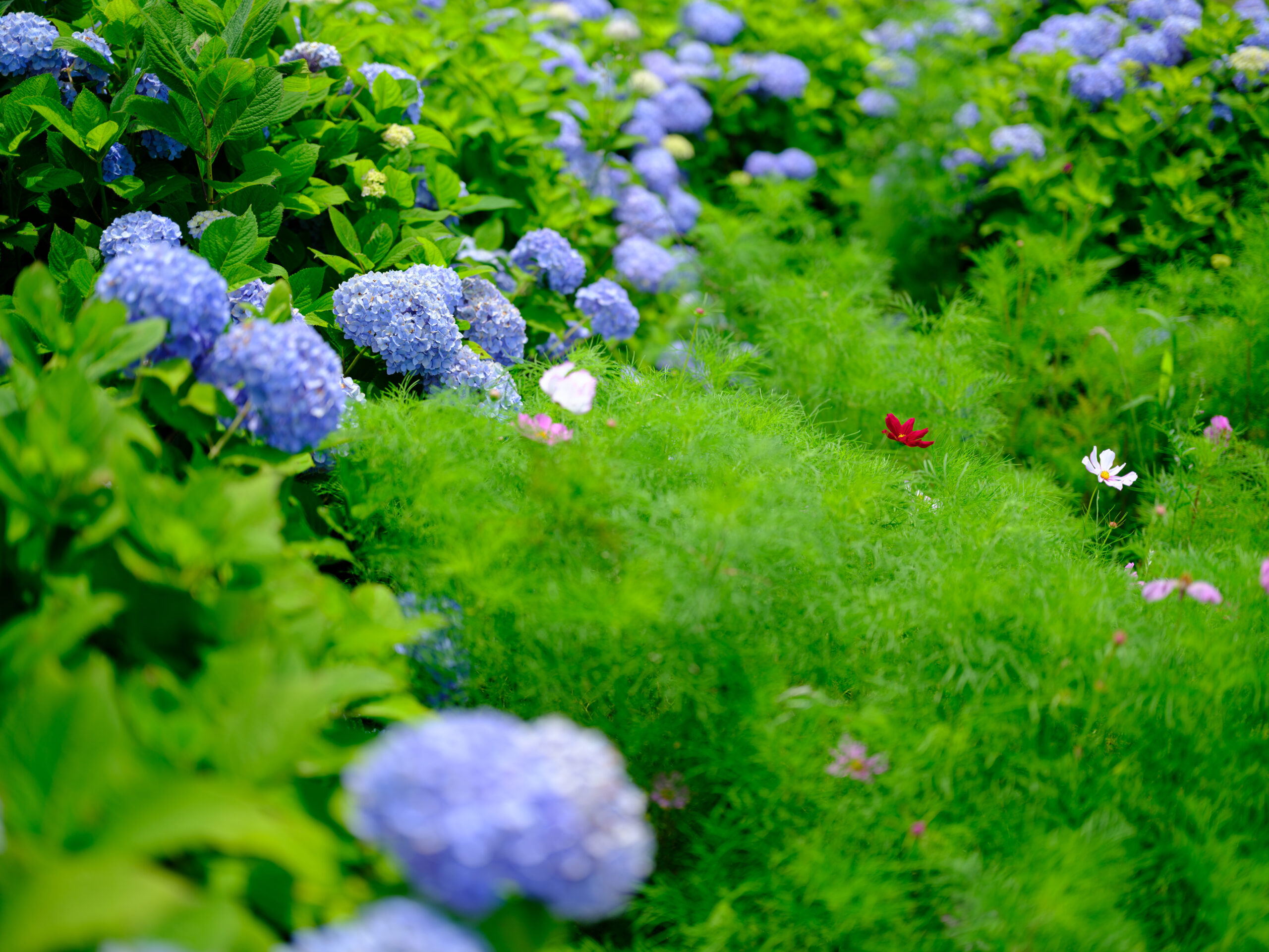 紫陽花に向かうコスモスの蝶