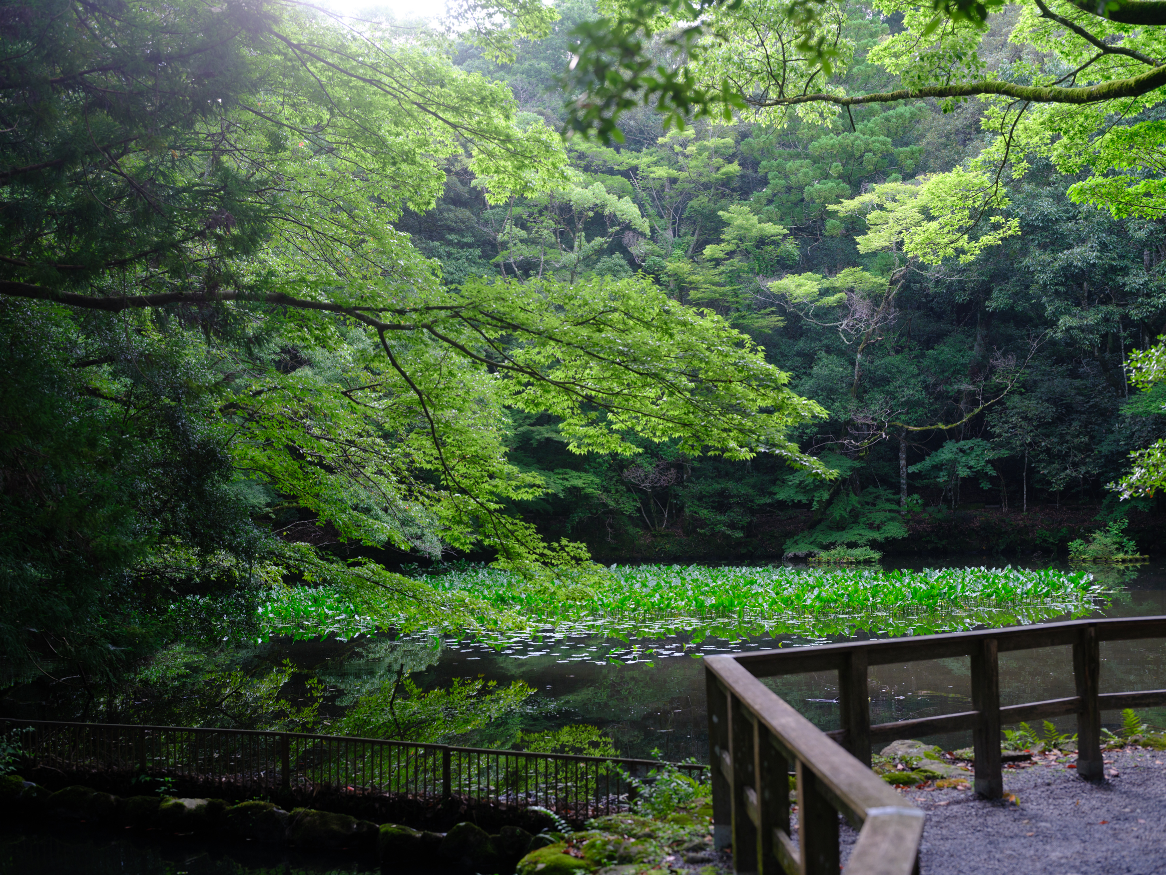 伊勢神宮　御池　