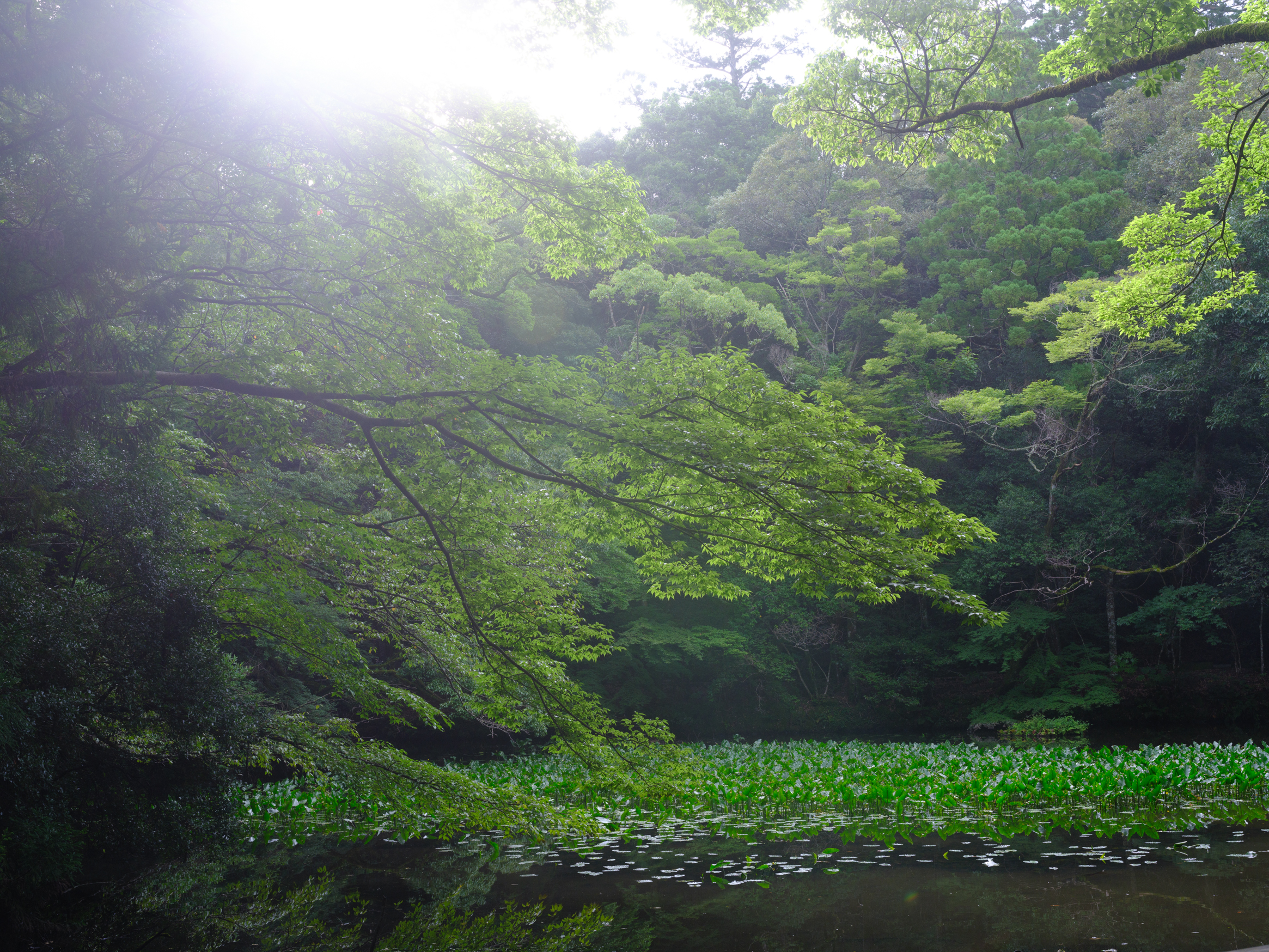 伊勢神宮　御池 光と水草が美しい
