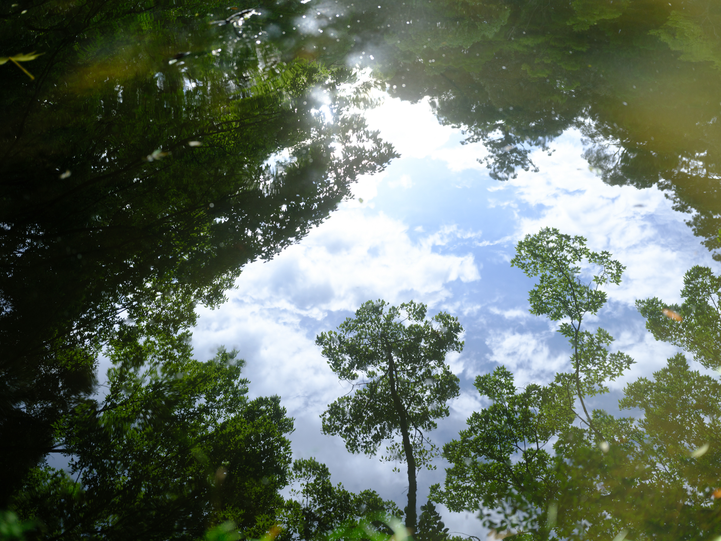 伊勢神宮　御池 水に反射して映る木々が美しい。まるで自然の鏡です。