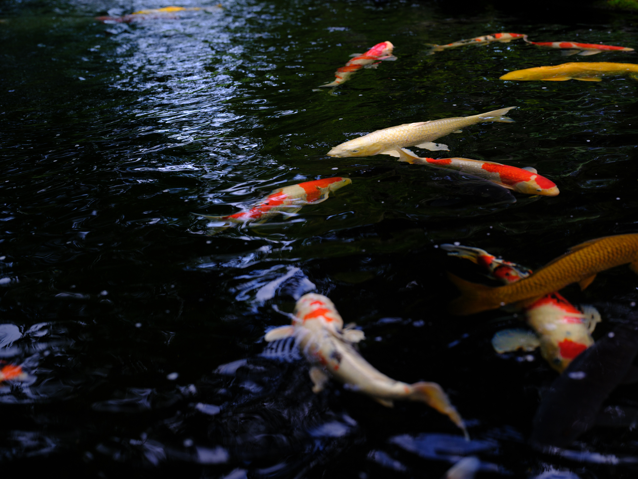 伊勢神宮内に鯉もいる