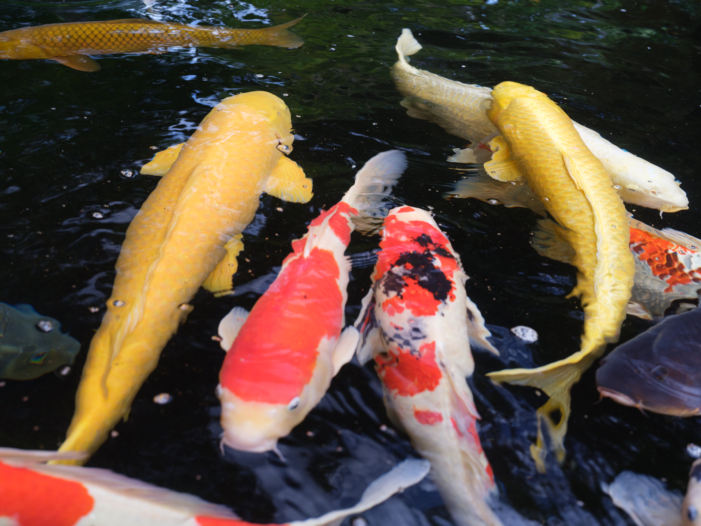 伊勢神宮内に鯉もいる