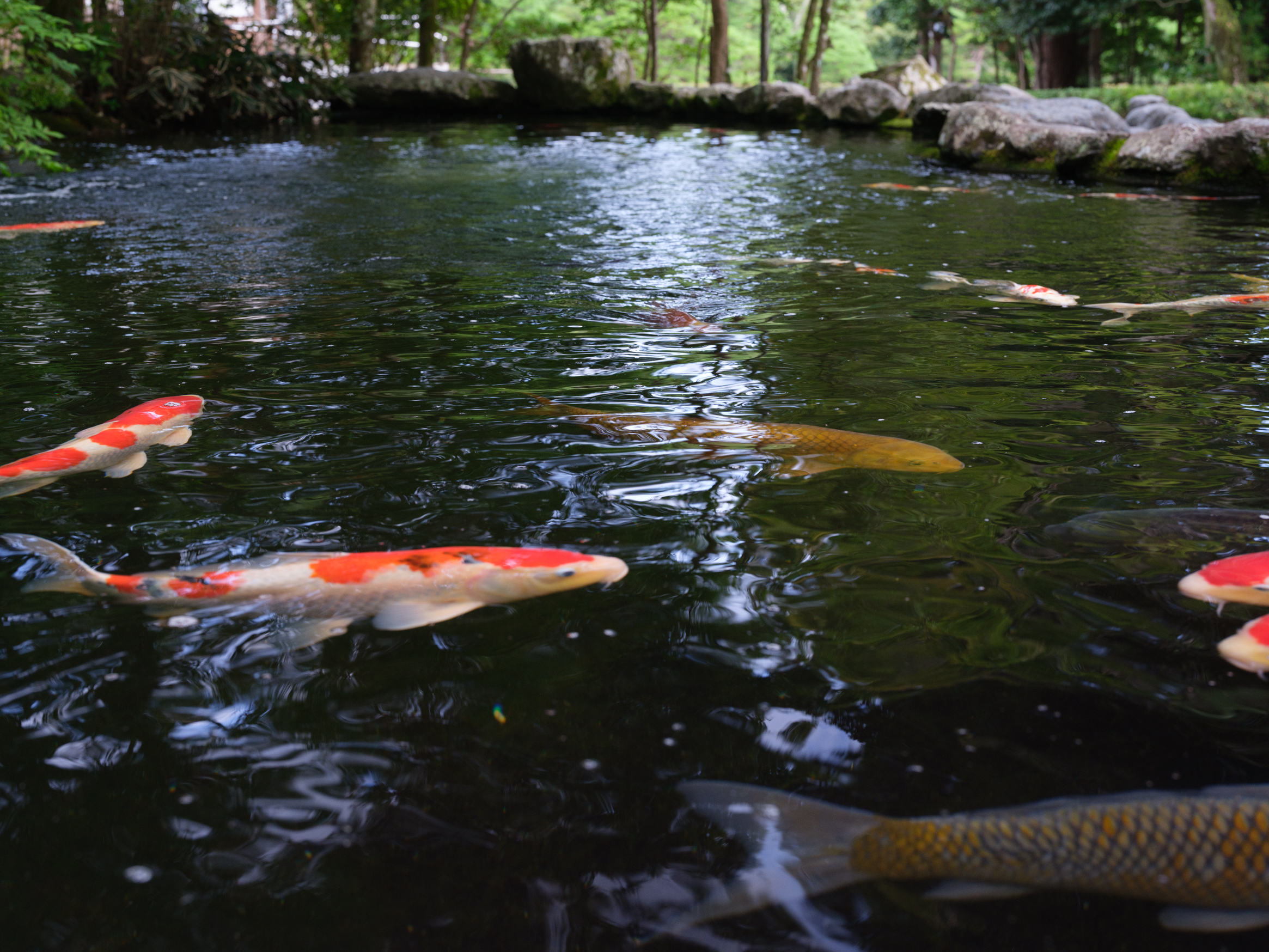伊勢神宮内に鯉もいる