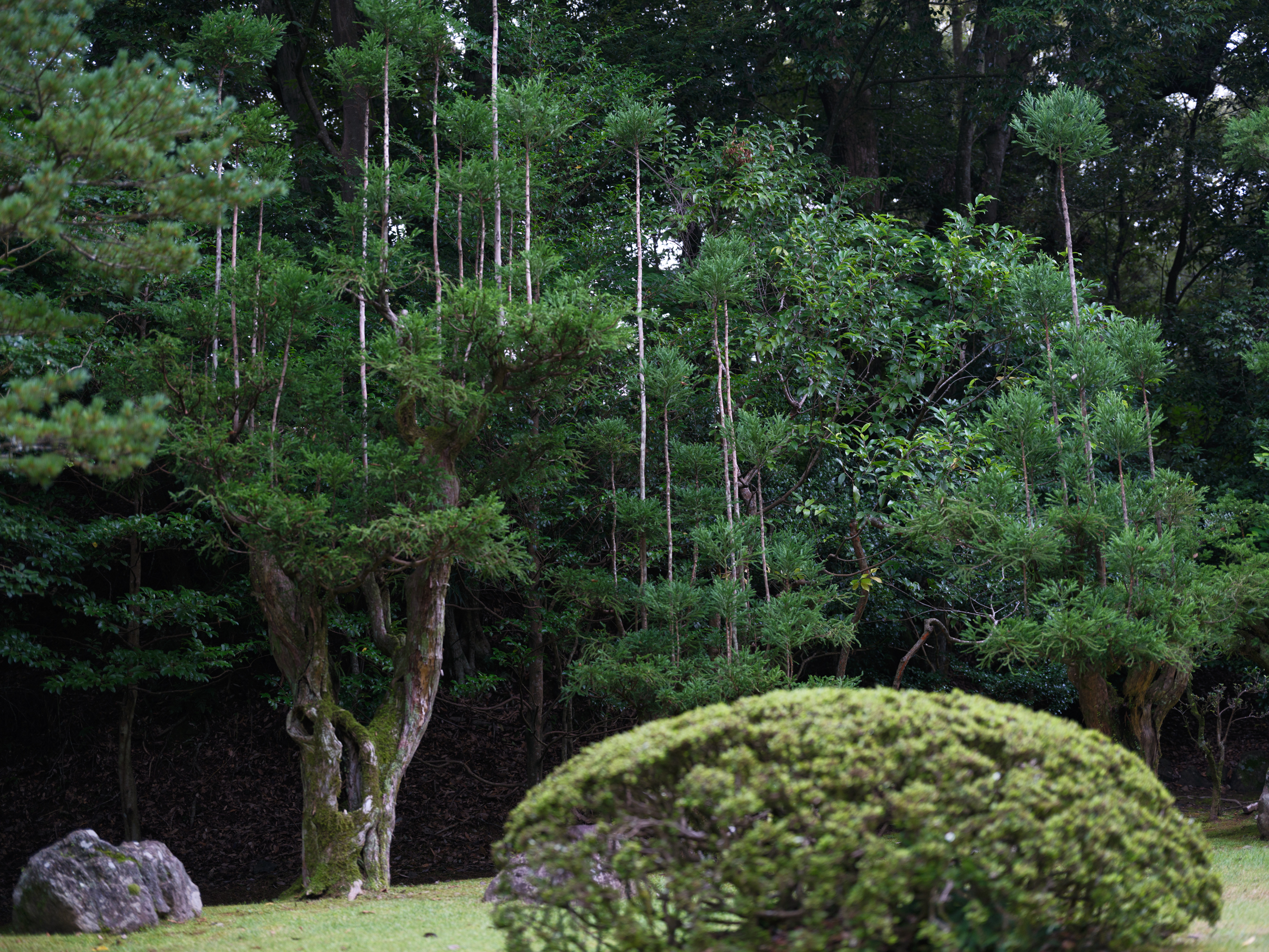 伊勢神宮内の逆さに立つ樹