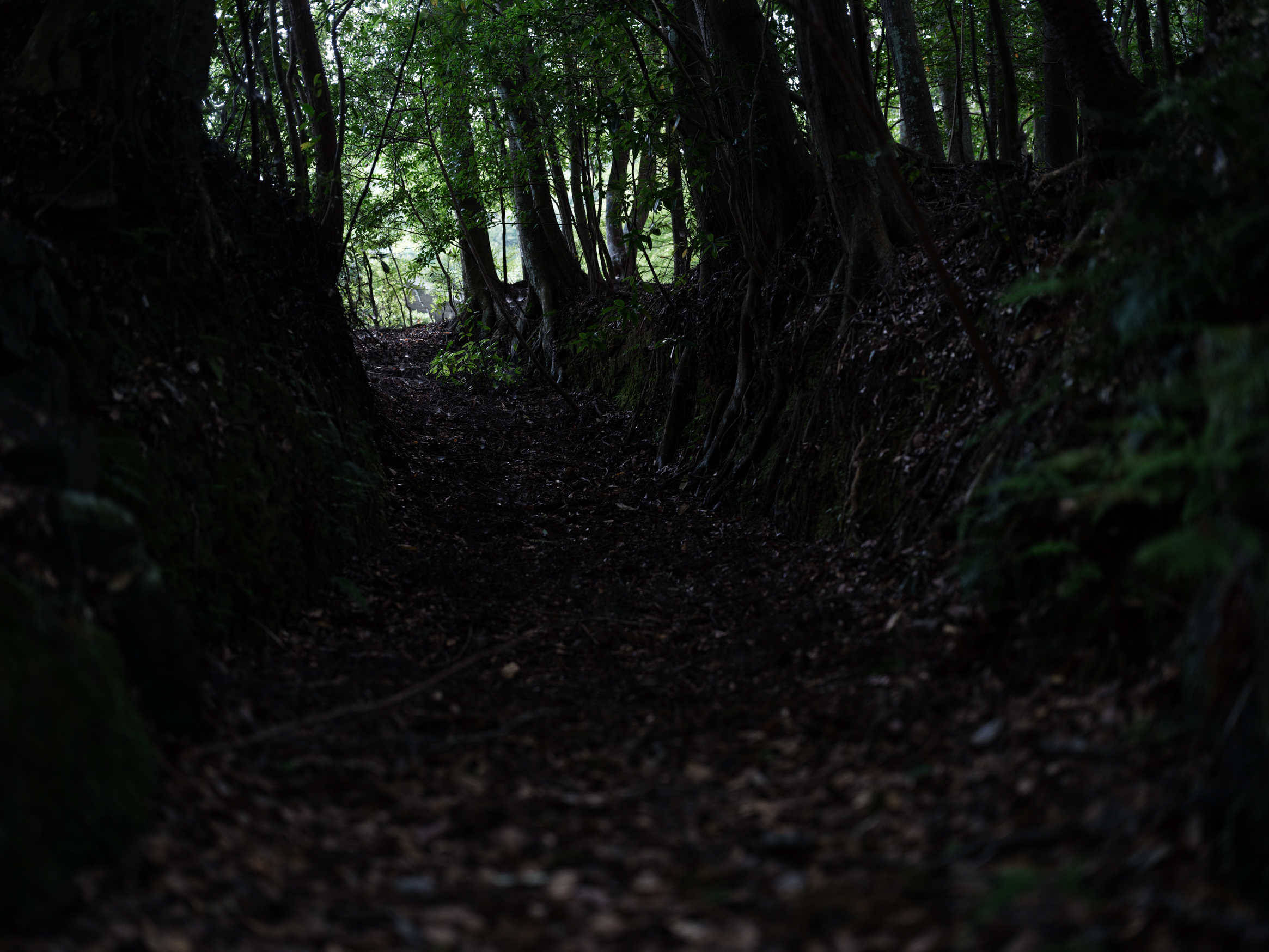 伊勢神宮内の獣道