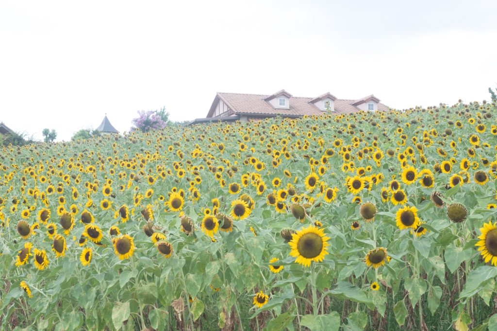 ハーベストの丘