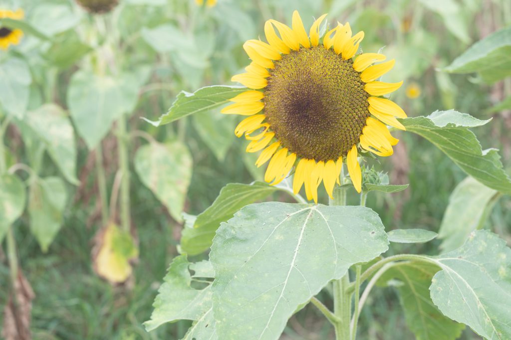 ハーベストの丘