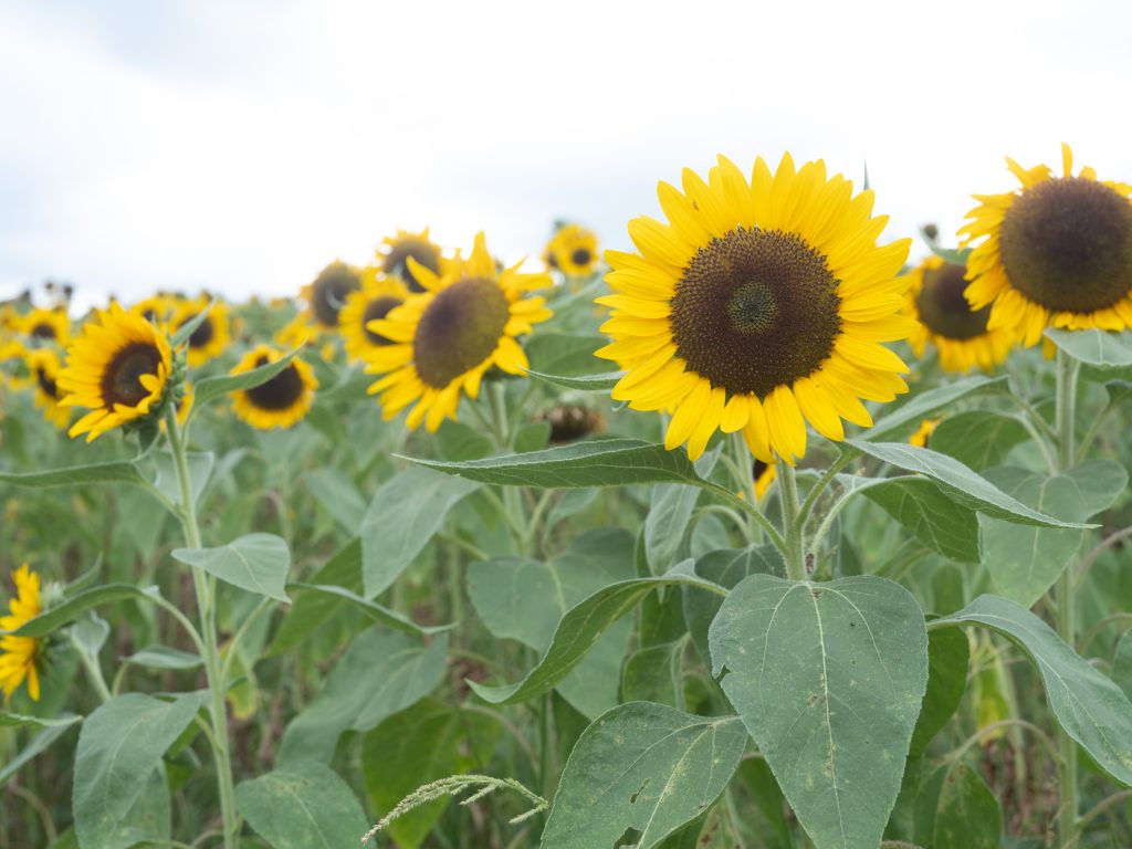 ハーベストの丘