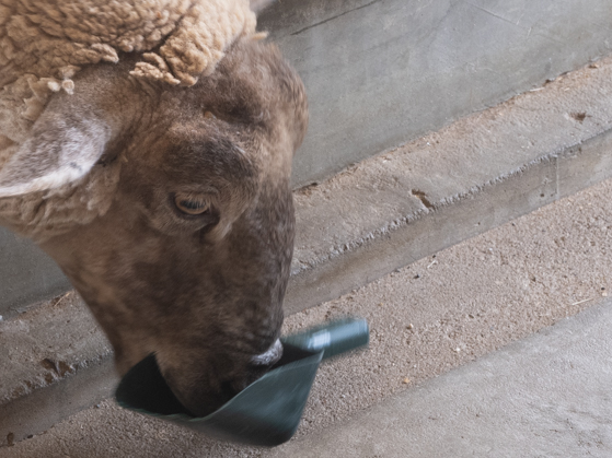 ハーベストの丘