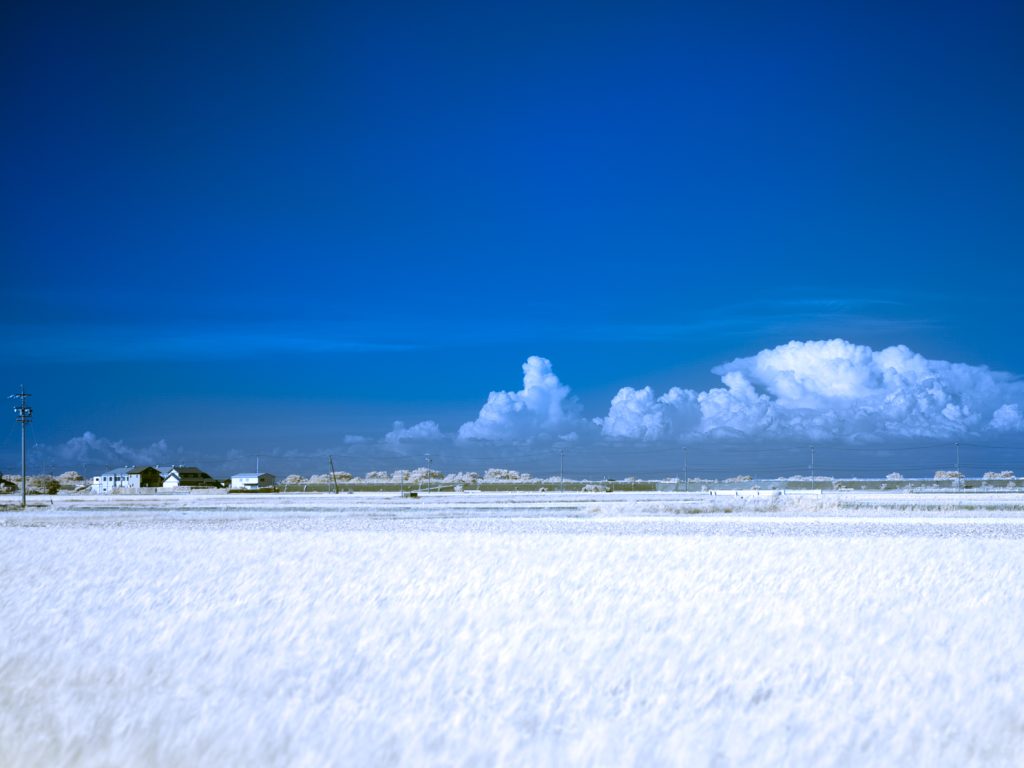 赤外線写真（稲穂）