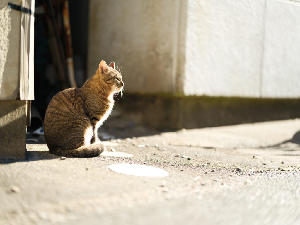 GFX100Ⅱ＋SIGMA Art 105mm F1.4 DG HSM F1.4 1/200秒 ISO100