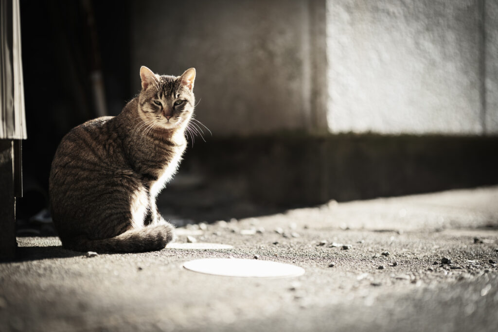 GFX100Ⅱ＋SIGMA Art 105mm F1.4 DG HSM F1.4 1/200秒 ISO100