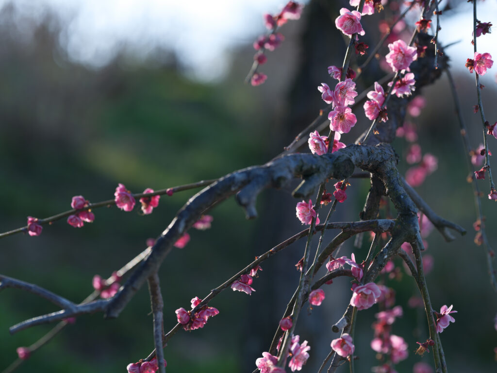 GFX100Ⅱ＋SIGMA Art 105mm F1.4 DG HSM F3.2 125秒 ISO100