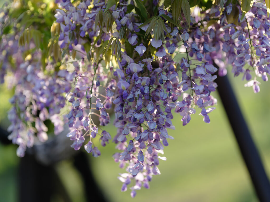 GFX100Ⅱ＋SIGMA Art 105mm F1.4 DG HSM F1.8 220秒 ISO100