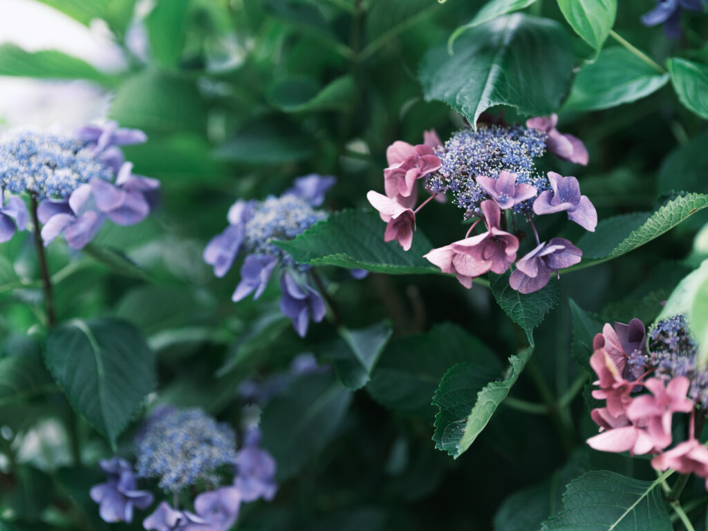 GFX100Ⅱ＋SIGMA Art 105mm F1.4 DG HSM F2 1/100秒 ISO200