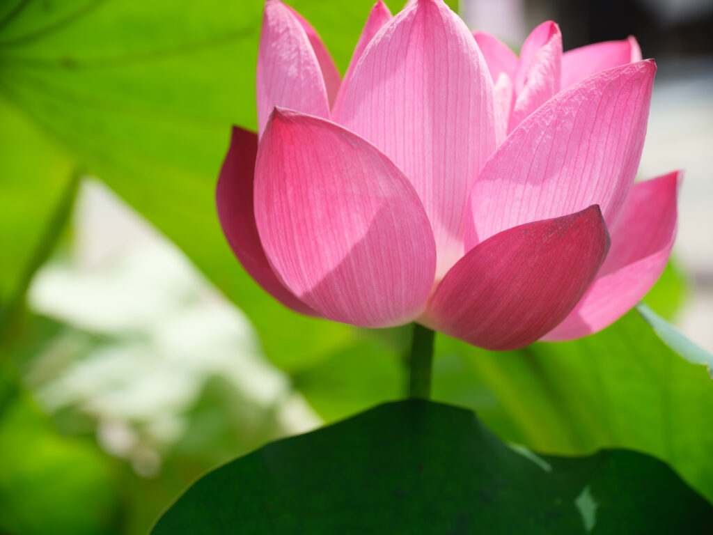 GFX100Ⅱ＋TAMRON SP AF90mm F2.8Di Macro 272EN　F5.6 1/125秒 ISO100