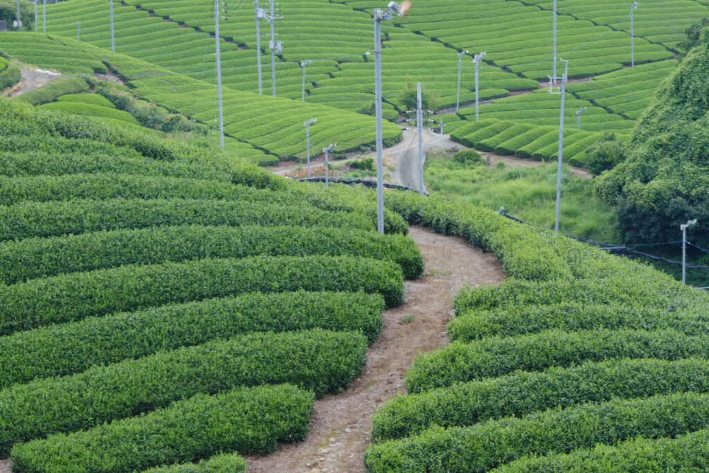 GFX100Ⅱ＋TAMRON SP AF90mm F2.8Di Macro 272EN　F26 1/4秒 ISO100
